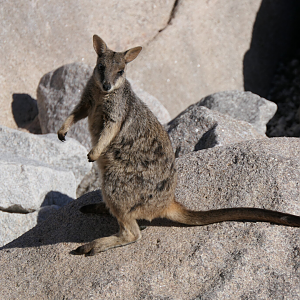 Allied Rock-Wallaby (Petrogale assimilis)