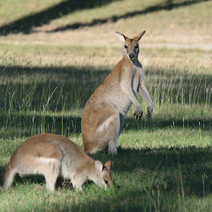 Agile Wallaby (Notamacropus agilis)