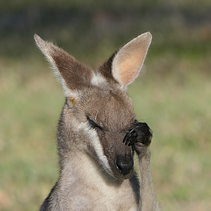 Whiptail Wallaby (Notamacropus parryi)