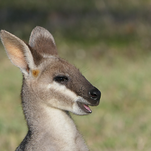 Whiptail Wallaby (Notamacropus parryi)