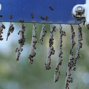 Stick-nest Brown Paper Wasp (Ropalidia revolutionalis)