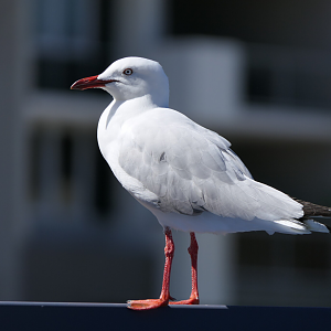 Silver Gull (Chroicocephalus novaehollandiae)