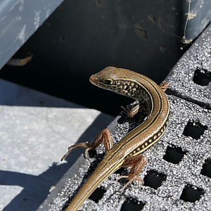 Eastern Striped Skink (Ctenotus robustus)