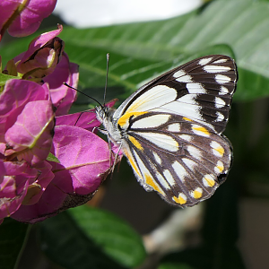 Caper White (Belenois java)