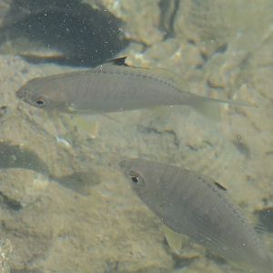 Blacktip Silverbiddy (Gerres oyena)