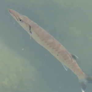 Great Barracuda (Sphyraena barracuda)