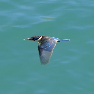 Sacred Kingfisher (Todiramphus sanctus)