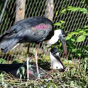 Asian woolly-necked stork