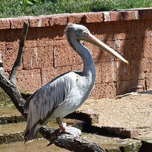 Spot-billed pelican