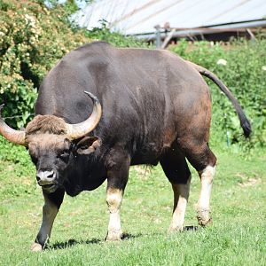Indian gaur