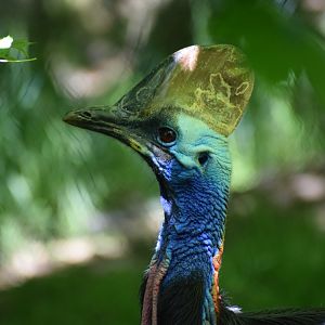 Southern cassowary