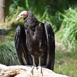 Lesser yellow-headed vulture