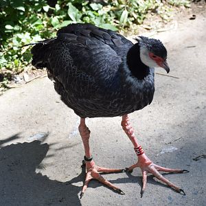 Northern screamer