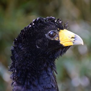 Black curassow