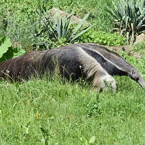Giant anteater