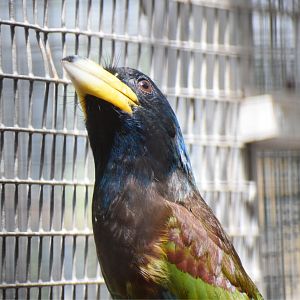 Great barbet