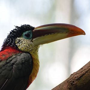 Curl-crested aracari
