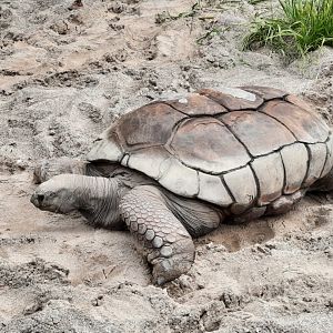 Aldabra Tortoise - Terry