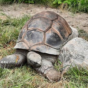 Aldabra Tortoise - Tom