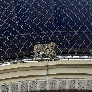 Amur Leopard - Marta