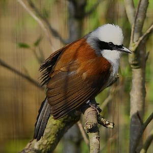 White Crested Laughing Thrush