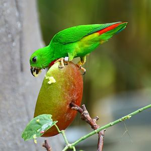 Hanging Parrot