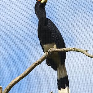 Rhinoceros Hornbill