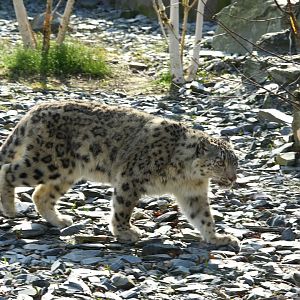 Snow Leopard