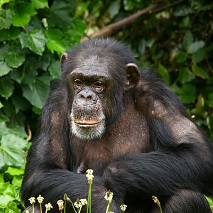 Chimpanzee