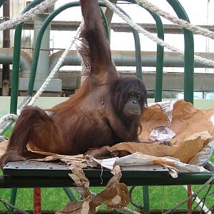 Orang posing