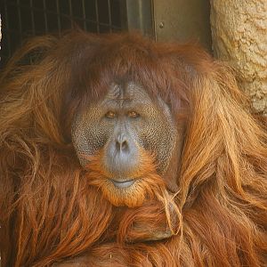 Male Sumatran Orang