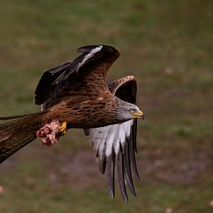 Red Kite