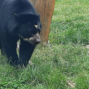Andean Bear  - Sinchi