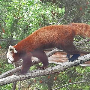 Red Panda  - Poppy