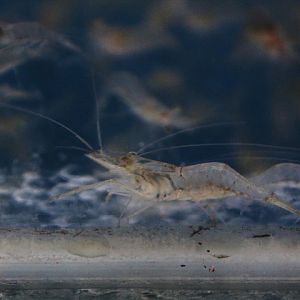 Oriental river prawn (Macrobrachium nipponense)