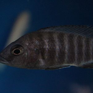 Eureka red peacock (Aulonocara jacobfreibergi)