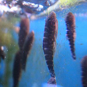 Striped hillstream loach (Gastromyzon cf. zebrinus)