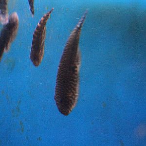 Stellate hillstream loach (Gastromyzon stellatus)