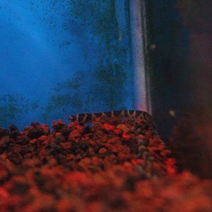 Half-banded Kuhli loach (Pangio semicincta)