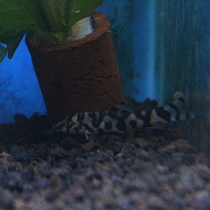 Reticulate loach (Botia lohachata)