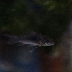 Bronze corydoras (Corydoras aeneus)