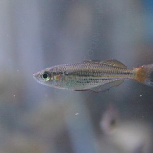 McCulloch's rainbowfish (Melanotaenia maccullochi)