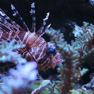 Lionfish