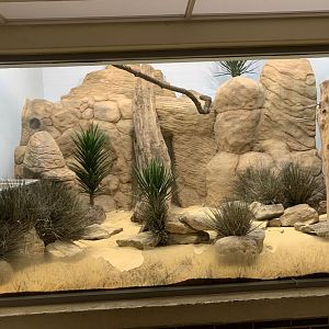 Round-eared Sengi enclosure