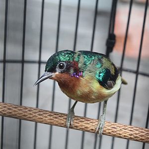 Ruby-cheeked sunbird (Chalcoparia singalensis phoenicotis)