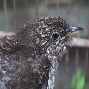 Sunda brush cuckoo (Cacomantis sepulcralis sepulcralis)