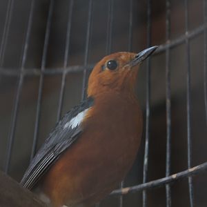 Orange-headed thrush (Geokichla citrina orientis)