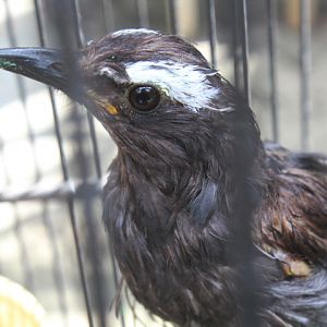 Siberian thrush (Geokichla sibirica sibirica)