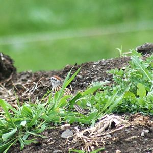 Chipping Sparrow