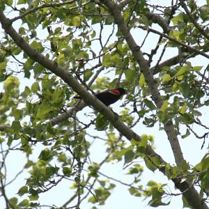 Red Winged Blackbird